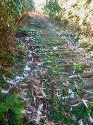 本谷登山道3 - 1.jpeg