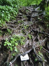 網の目のような木の根.jpg